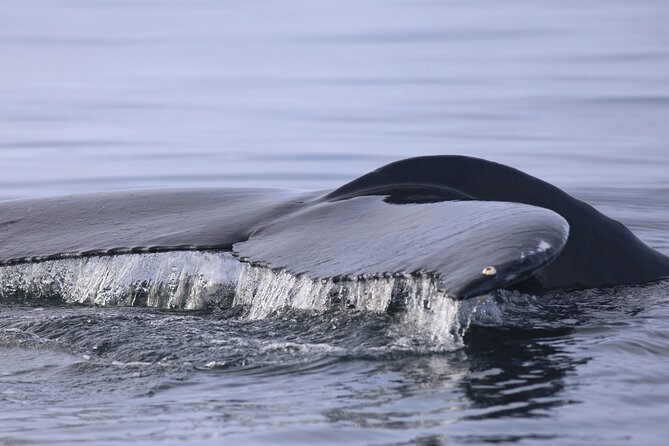 Whale Wonders Morning Expedition from Reykjavík - Clothing and gear: the small choices that make the big difference