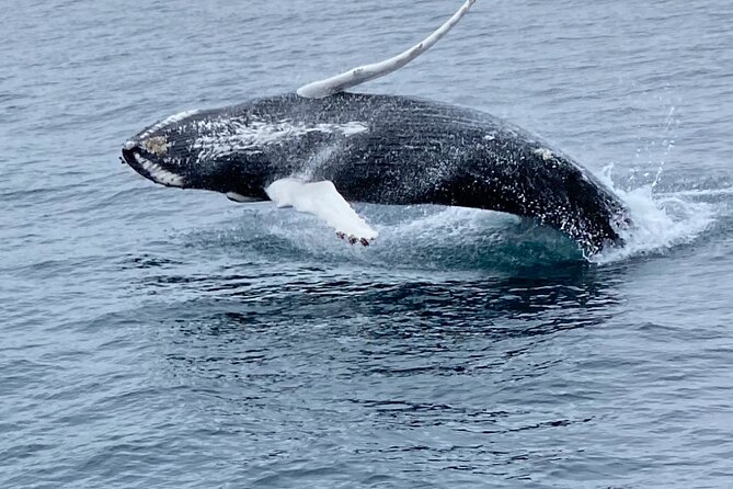 Whale Wonders Morning Expedition from Reykjavík - Getting to Geirsgata 11 and boarding smoothly