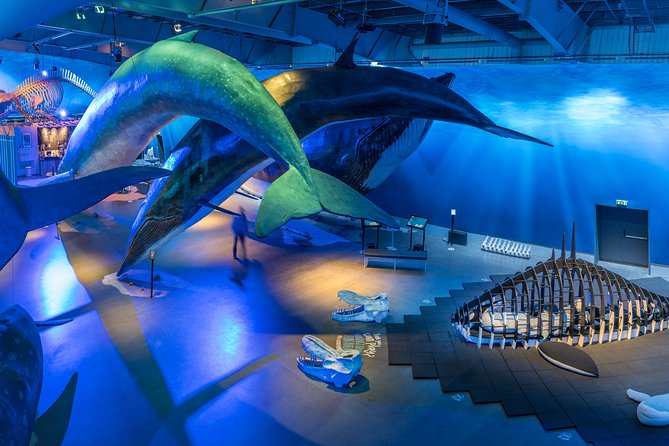 Whales Of Iceland Admission Ticket - Key Things You Will Really Notice