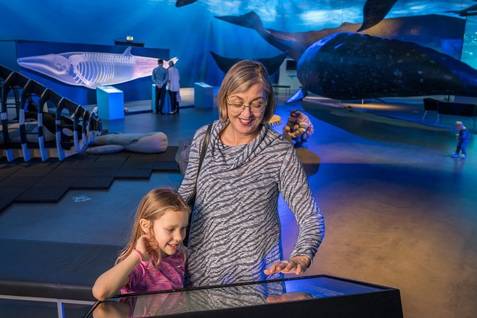 Whales Of Iceland Admission Ticket - What the Fin Whale Theatre Adds (and When It Matters)