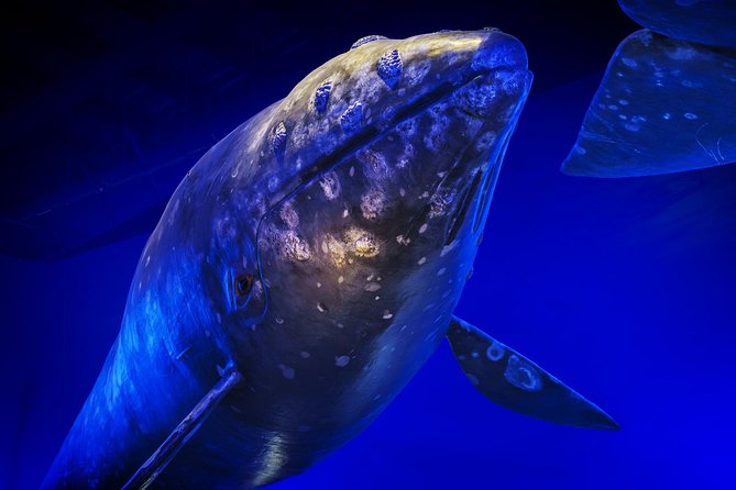 Whales Of Iceland Admission Ticket - Weather-Proof Reykjavik: How Long You Should Plan for
