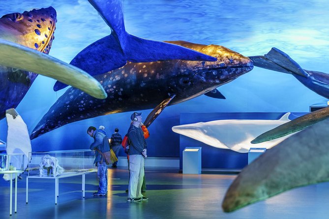 Whales Of Iceland Admission Ticket - Combining It With Nearby Attractions: The Marina Area Strategy