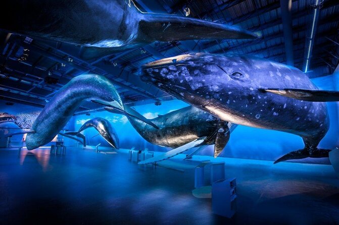 Whales Of Iceland Admission Ticket - The Life-Size Whale Models: What You Actually See Up Close