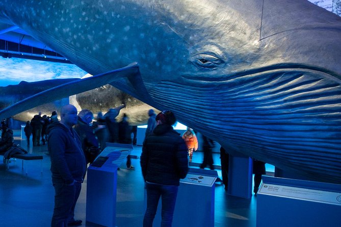 Whales of Iceland from Land and Sea - Reykjavik Old Harbor start: the 3 to 3.5 hour whale hunt