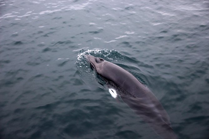 Whales of Iceland from Land and Sea - The Whales of Iceland exhibition: Europe’s biggest whale museum on the same day