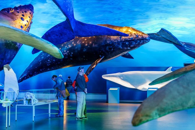 Whales of Iceland from Land and Sea - Motion sickness, crowds, and who should choose this format