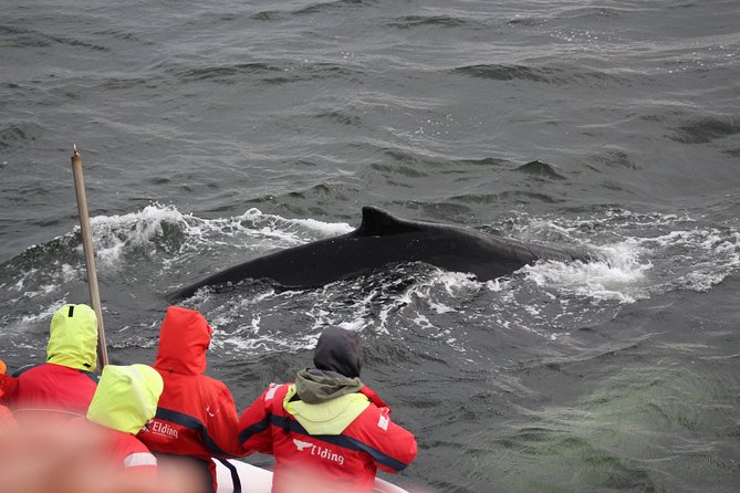 Winter Whale Watching and Northern Lights Cruise from Reykjavik - The Northern Lights cruise: chasing aurora on the water