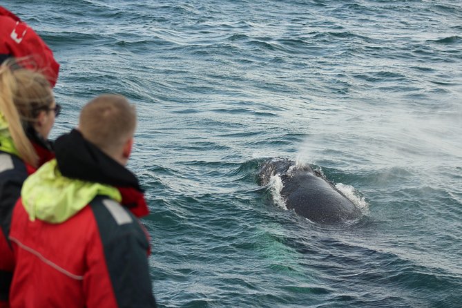 Winter Whale Watching and Northern Lights Cruise from Reykjavik - Comfort and onboard setup: coveralls, blankets, and where to stand