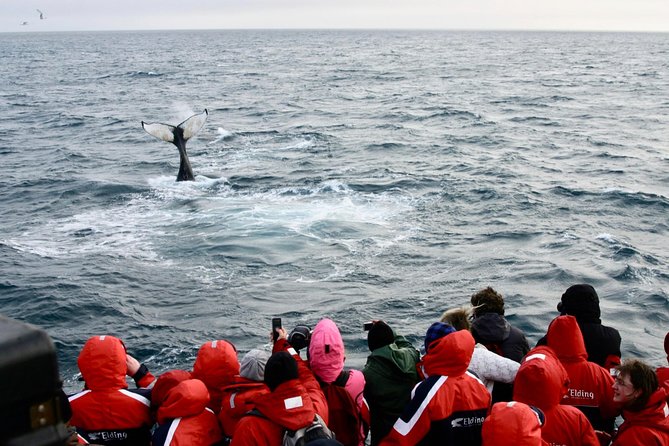 Winter Whale Watching and Northern Lights Cruise from Reykjavik - Who this cruise combo suits best